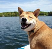 Dogs That Are Totally Ready for Summer…