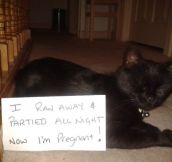 The Best of Cat Shaming – Part 12 (20 pics)