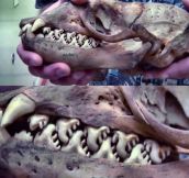 Teeth of a Crabeater Seal