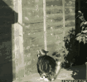 Cat climb in super slow motion [GIF]