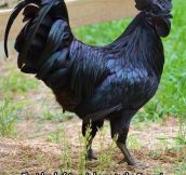 Beautiful Black Chicken