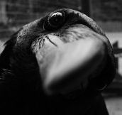 Close Up Crow