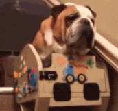 Elderly Dog Has His Own Stair Lift