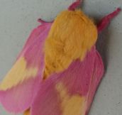 A Rosy Maple Moth