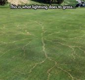 Grass After Lightning