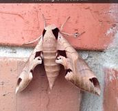 Some Moths Are Glorious
