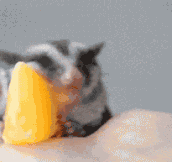 Sugar Glider Falls Asleep On An Orange Slice