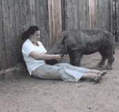 Baby Rhino Just Wants To Cuddle