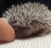 The Cutest Baby Hedgehog In Captivity