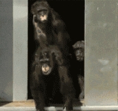 Lab Chimps See Daylight For The First Time
