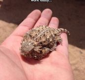 The Cutest Horned Toad Lizard