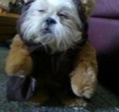He’s A Mixture Of An Ewok And Chewy