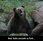 Sarcastic Captive Bear