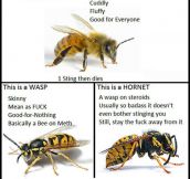 Bee, Wasp And Hornet