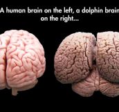 Brain Sizes