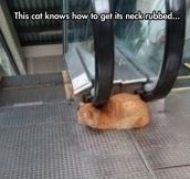 This Cat Has Its Life All Figured Out