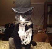 The Most Stylish Cat You’ll Ever See