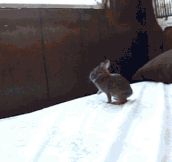 Baby Bunny Fails At Jumping