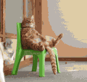 Just A Cat On A Plastic Chair