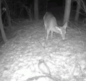 Deer Gets Scared