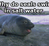 Bad Joke Seal