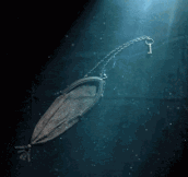 Undersea Stop Motion Story