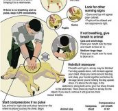 Every Dog Owner Needs To Know This