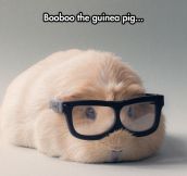 Hipster Guinea Pig