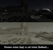 Differences Between Human And Cat Vision
