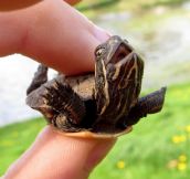 The Happiest Turtle On Earth