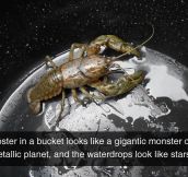 Looks Like A Gigantic Space Lobster