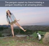 Sassy Penguins