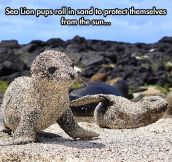 Little Sea Lion Covered In Sand