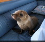 The Intruder Seal