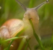 Photographer Interrupted This Snail While He Was Chowing Down On A Blade Of Grass