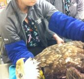 A Bald Eagle Came Into The Animal Hospital