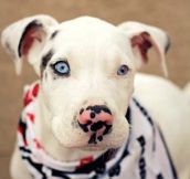 19 Unusual Dog Breeds And Markings Will Make You Fall In Love