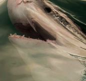 Just Before A Shark Breaks The Surface Tension Of The Water