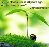 The Best Time To Plant a Tree