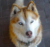 Huskies Have Serious Beauty