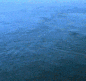 Humpback Whale Bubble Rings