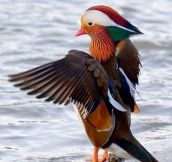 A Mandarin Duck Spreading Its Wings