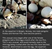 Gay Penguins Are Now Parents