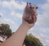 Hedgehog To The Sky