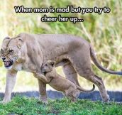 Just Lion Things