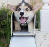 A Corgi In A Mailbox