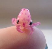 Tiny Baby Octopus