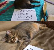 Cat Shaming: Some Of Them Look So Proud