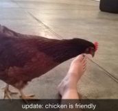 Friendly Chicken