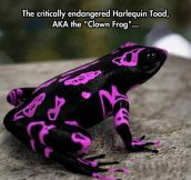 The Clown Frog